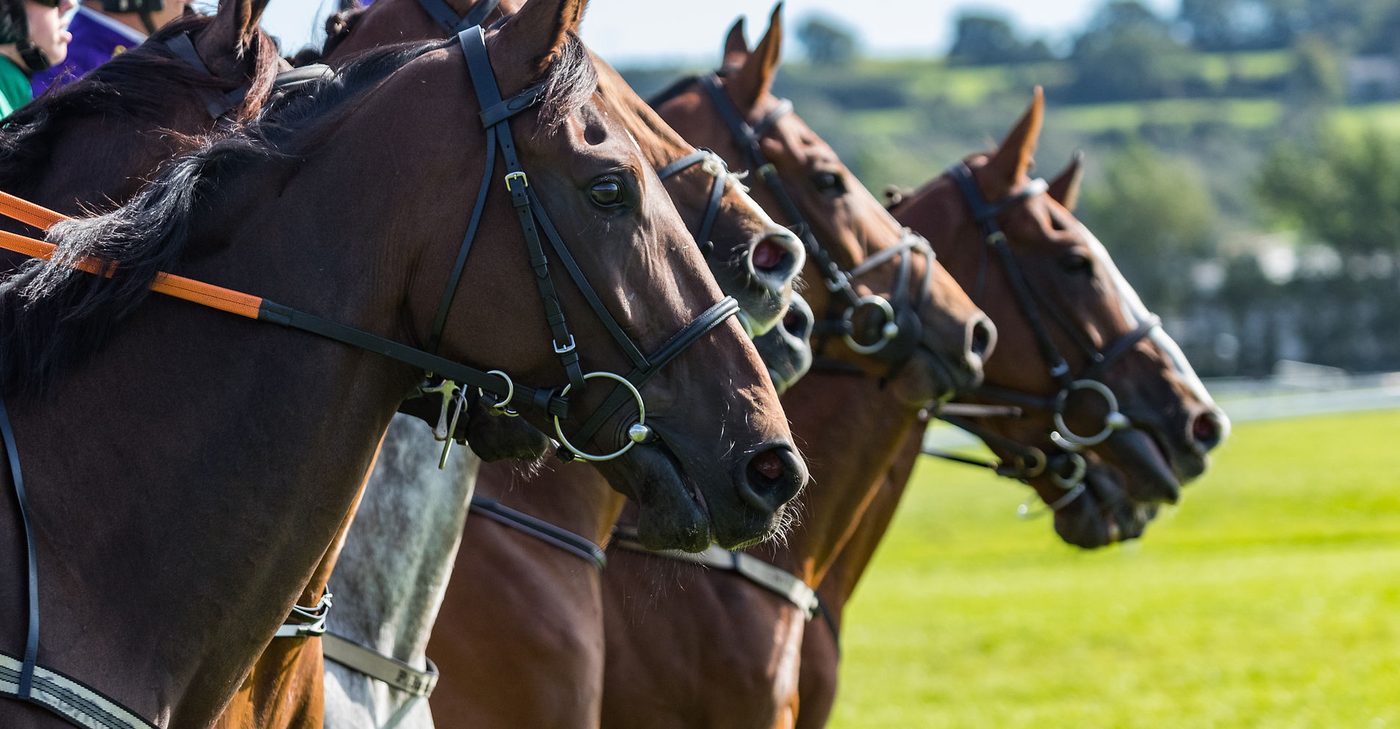 Chevaux de course au départ