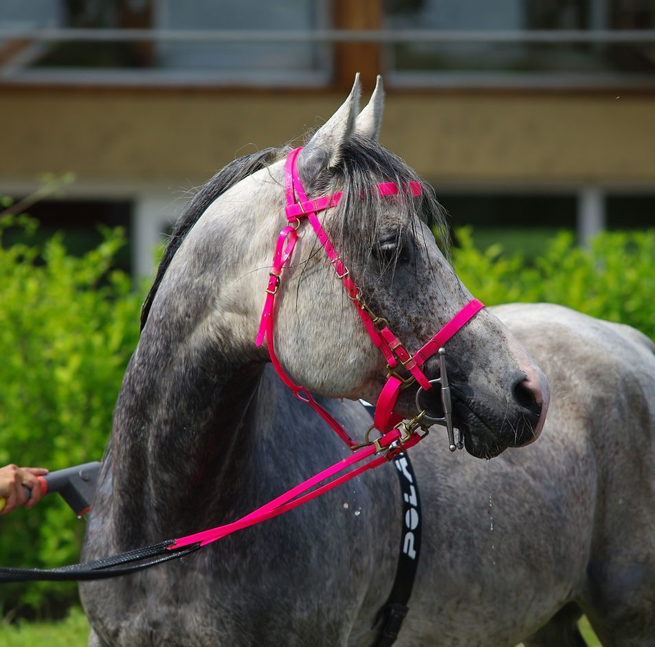 Soin et rafraîchissement d'un cheval après l'effort
