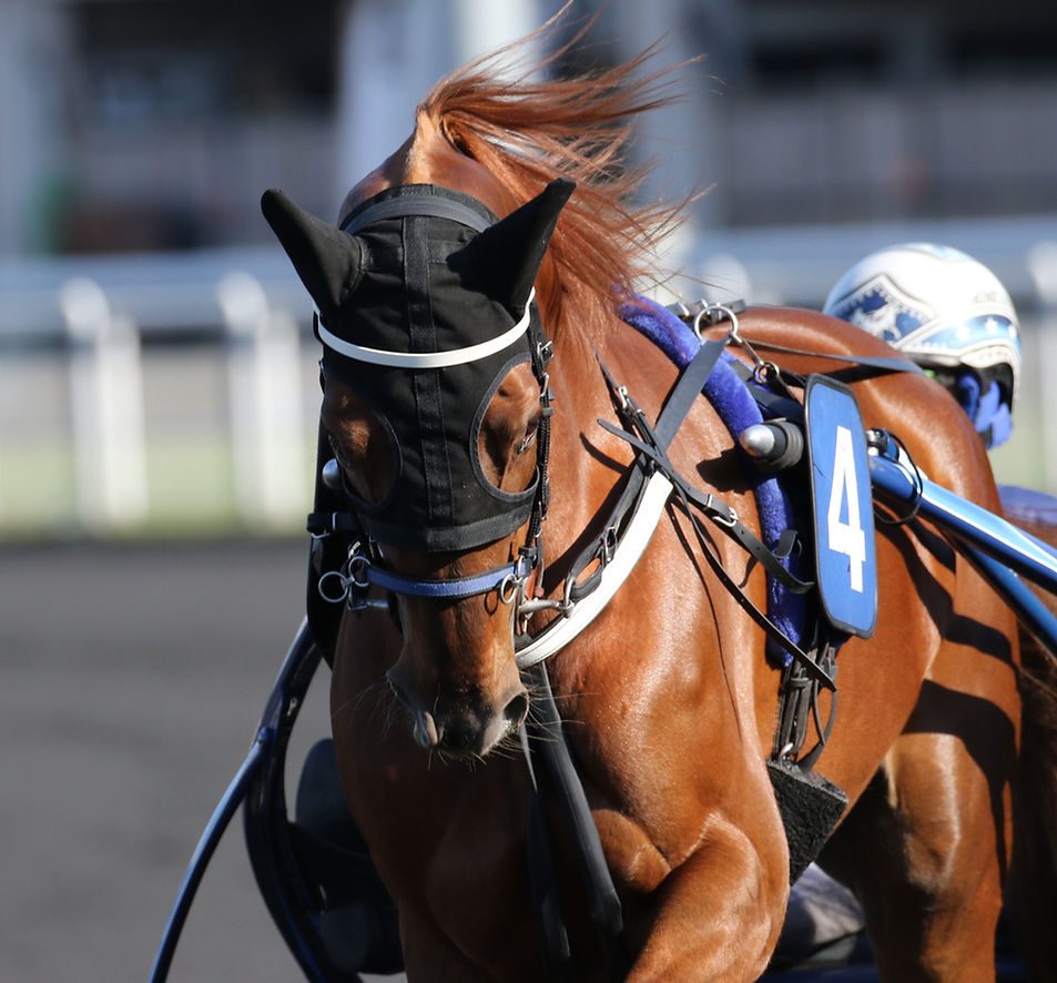 Cheval trotteur de courses en plein effort